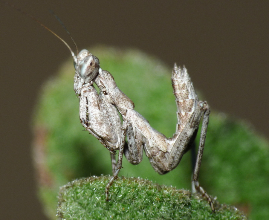 giovane di Ameles spallanzania